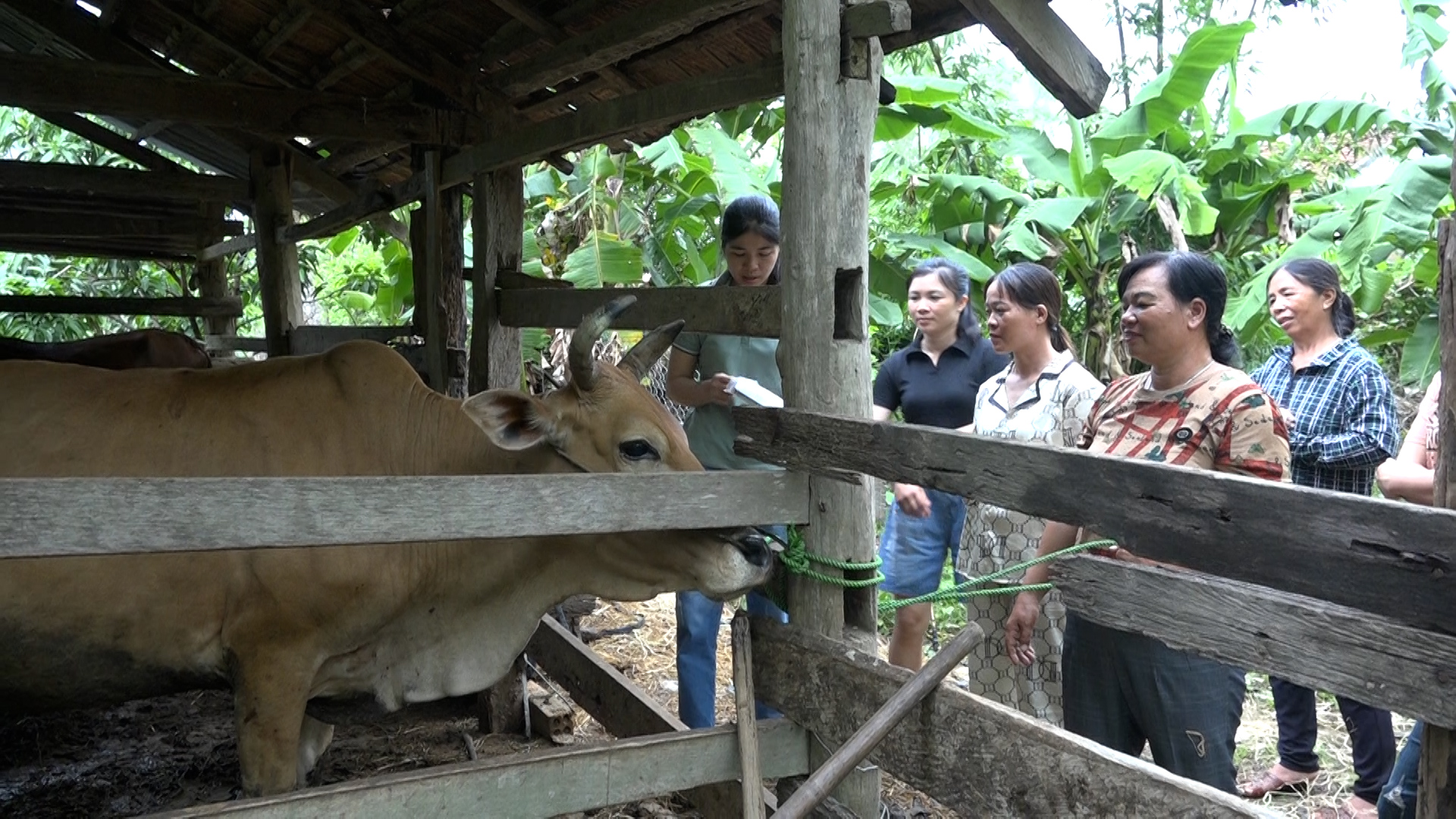 Hộ dân xã Ea Lê được nhận bò theo dự án 2 